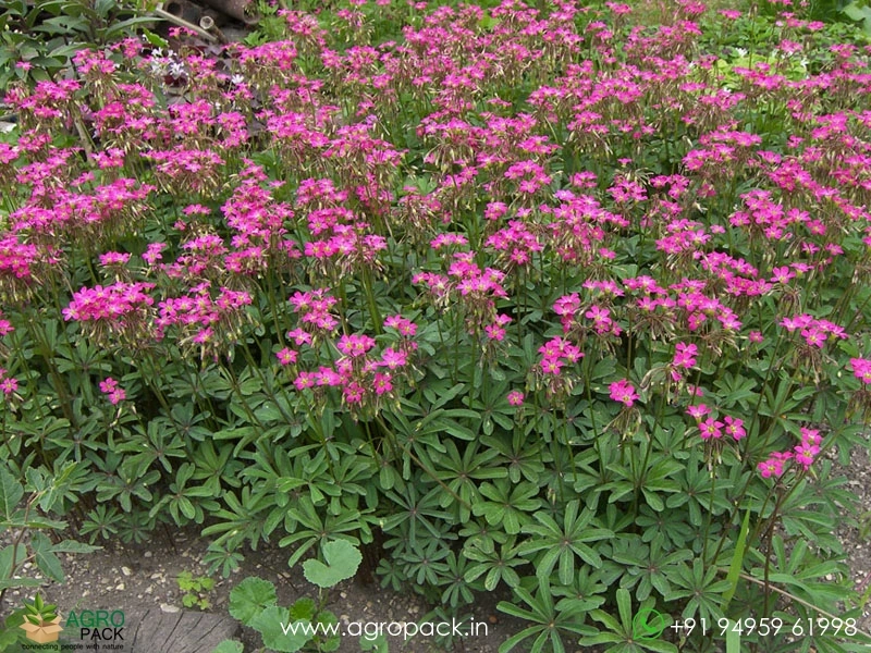 Oxalis-Lasiandra1