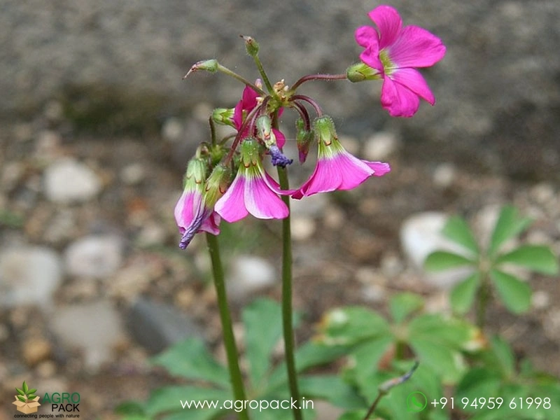 Oxalis-Lasiandra3