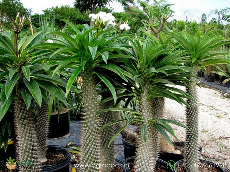 Pachypodium-Lamerei1