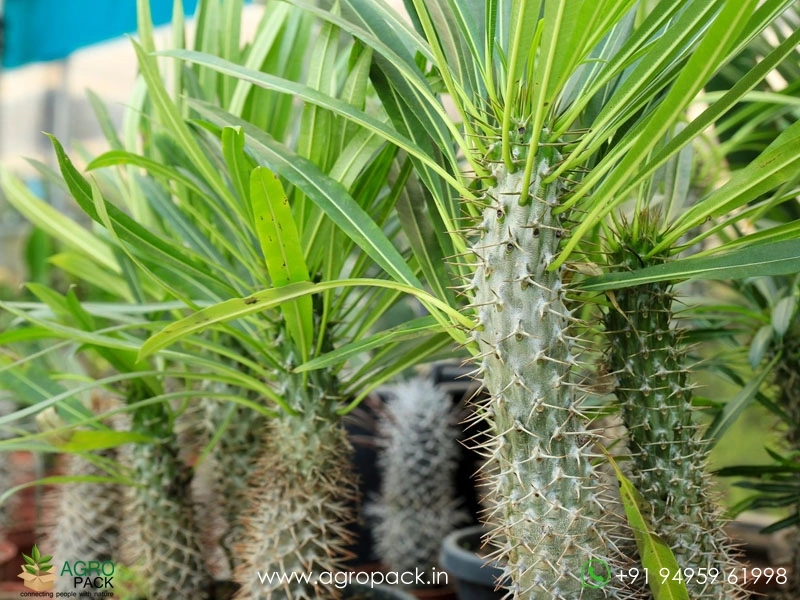 Pachypodium-Lamerei2