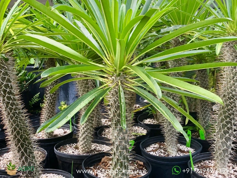 Pachypodium-Lamerei3