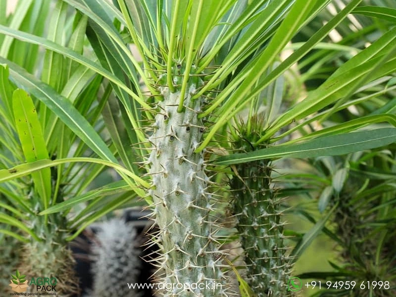 Pachypodium-Lamerei4