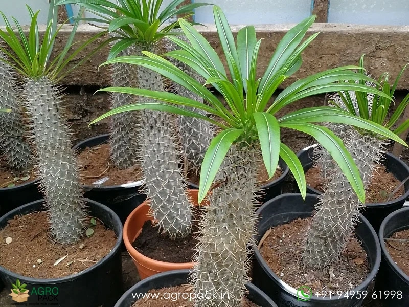 Pachypodium-Lamerei5