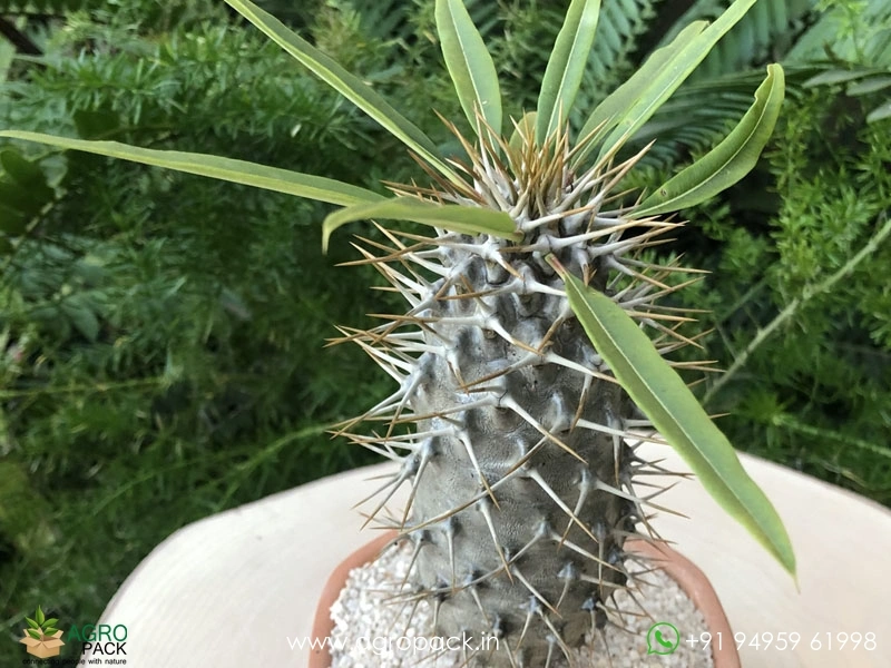 Pachypodium-Lamerei6