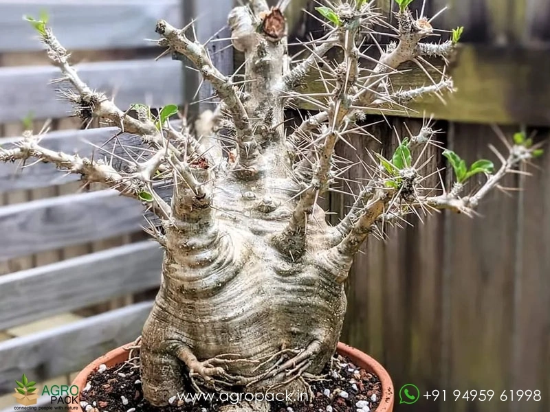 Pachypodium-saundersii3