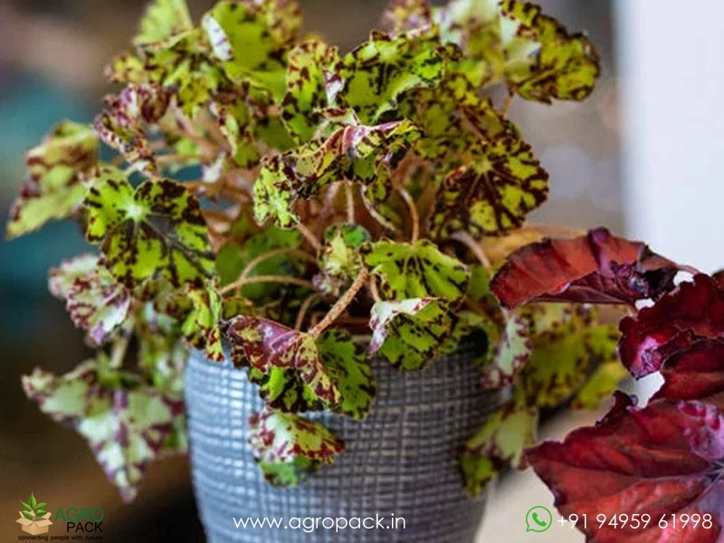 Painted-Leaf-Rex-Begonia1
