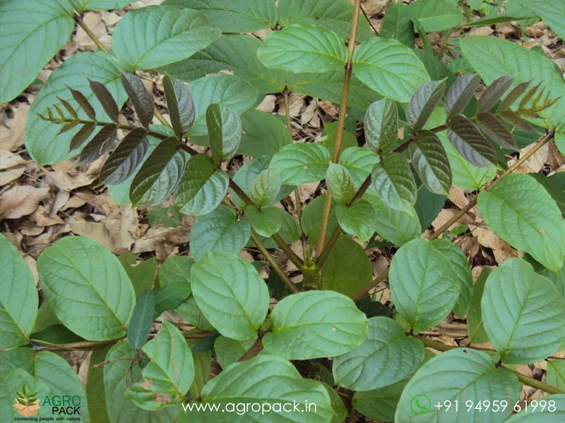 Pajanelia-longifolia-pajanelia1