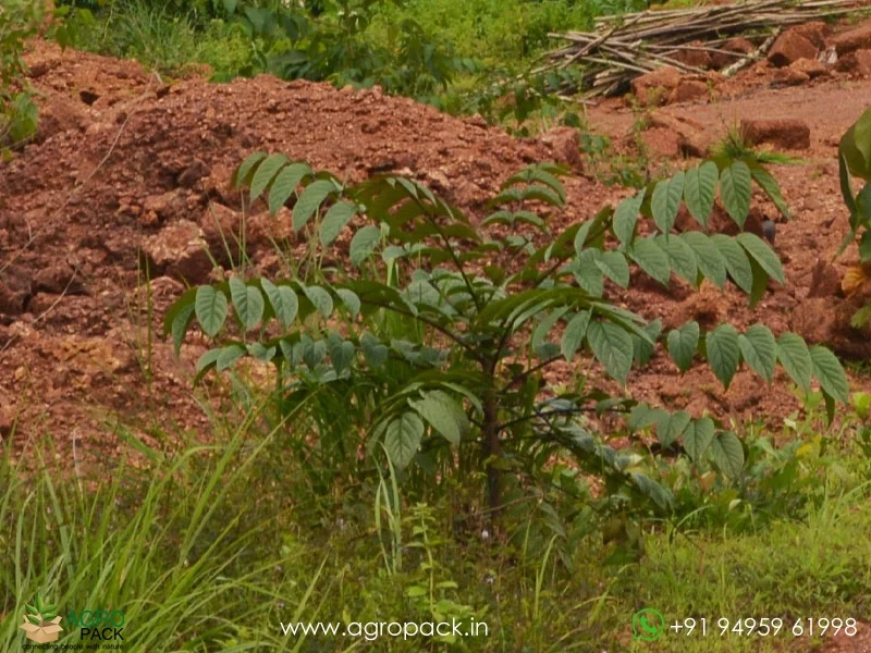 Pajanelia-longifolia-pajanelia2