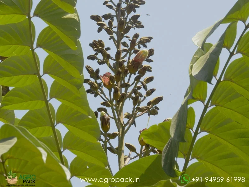 Pajanelia-longifolia-pajanelia3