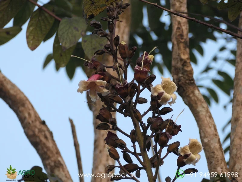 Pajanelia-longifolia-pajanelia5