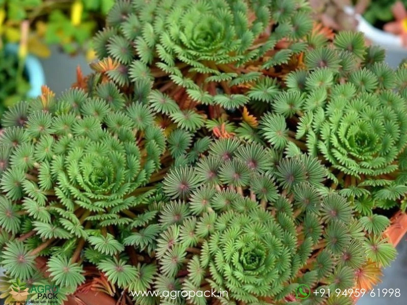 Palm-Leaf-Oxalis1