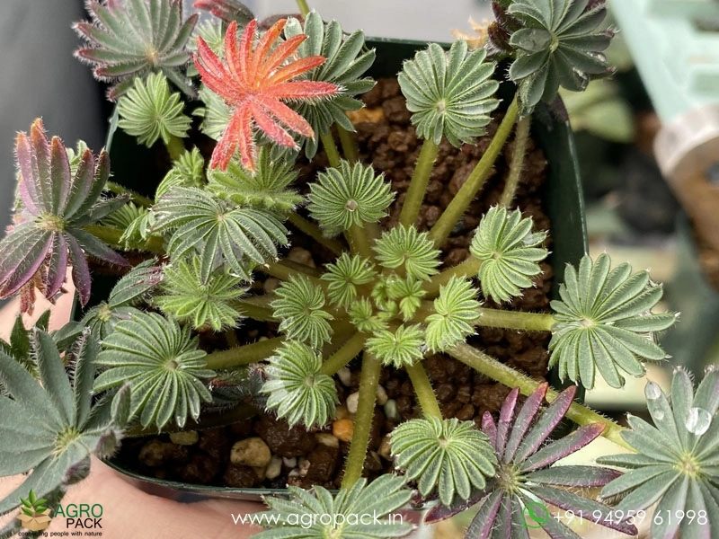 Palm-Leaf-Oxalis2