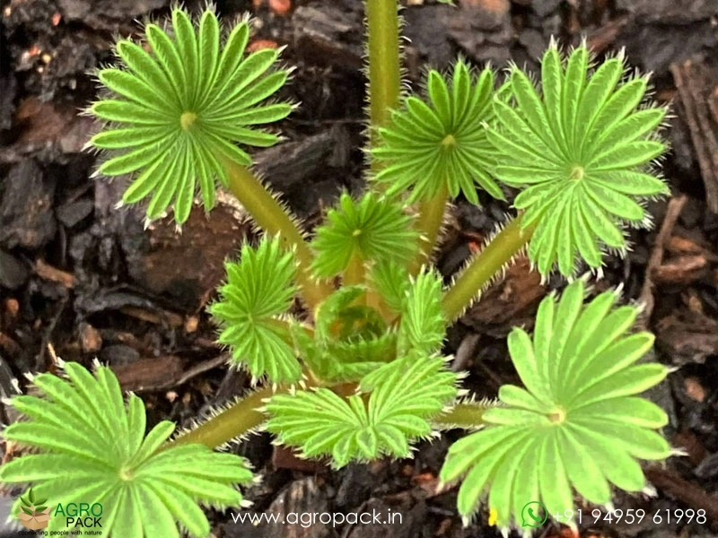 Palm-Leaf-Oxalis3