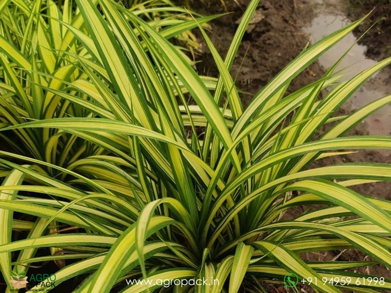 Pandanus-Golden-Variegated1