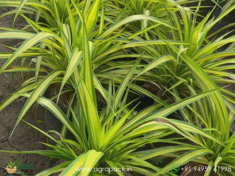 Pandanus-Golden-Variegated4