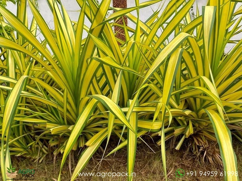 Pandanus-Golden-Variegated6