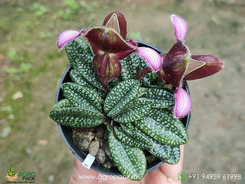 Paphiopedilum-rungsuriyanum2