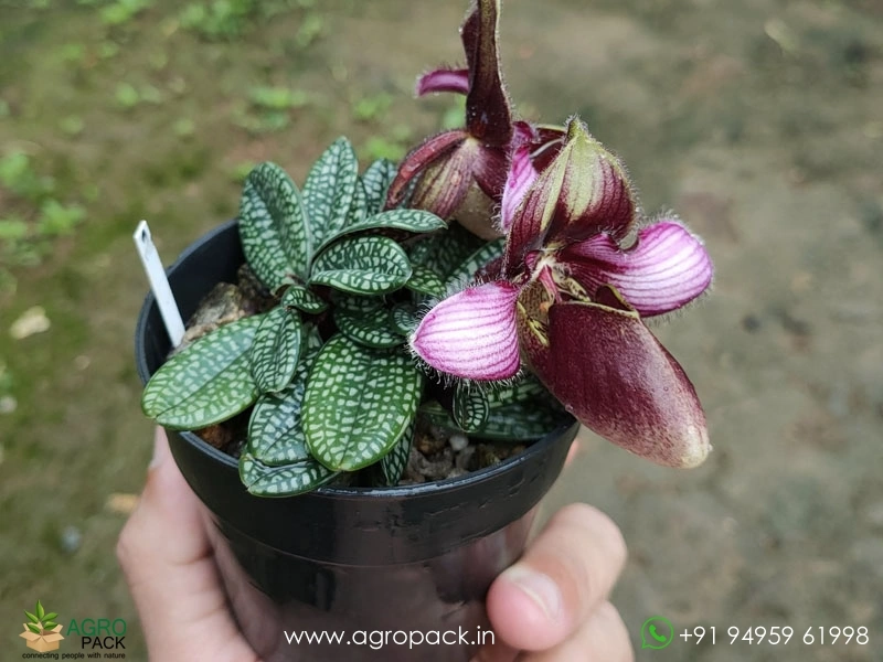 Paphiopedilum-rungsuriyanum3