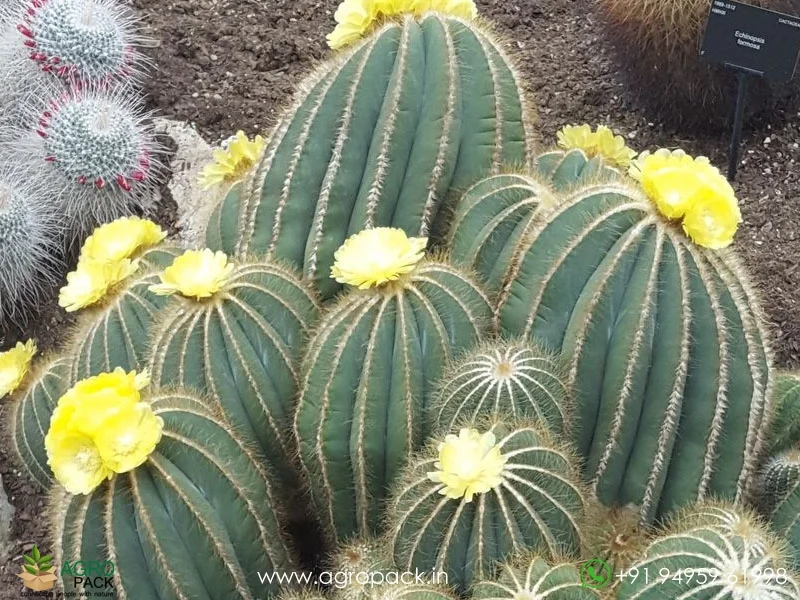 Parodia-Magnifica-Balloon-Cactus1