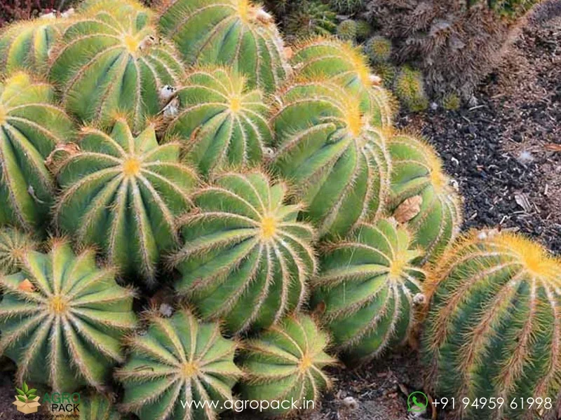 Parodia-Magnifica-Balloon-Cactus2