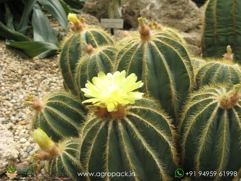 Parodia-Magnifica-Balloon-Cactus4