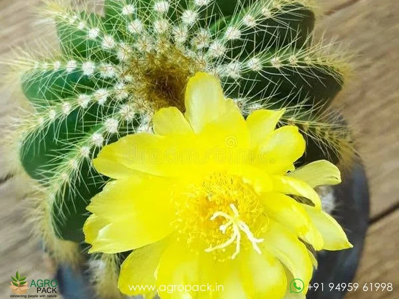 Parodia-Magnifica-Balloon-Cactus6