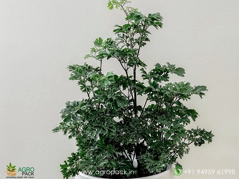 Parsley-Aralia2