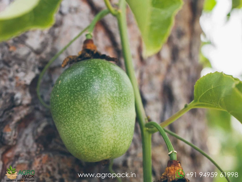 Passion-Fruit1