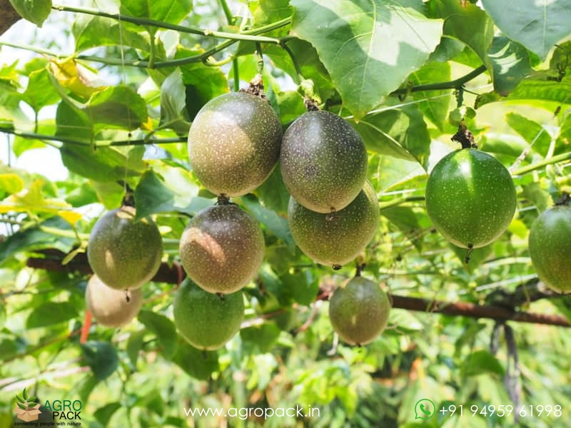 Passion-Fruit2