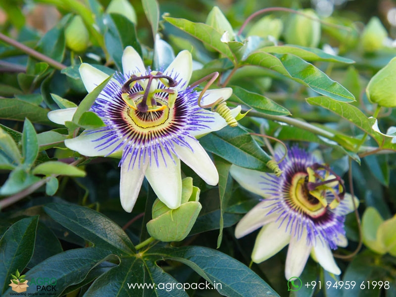 Passion-Fruit3