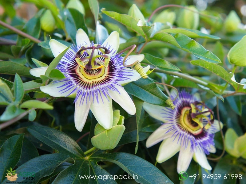 Passion-Fruit3