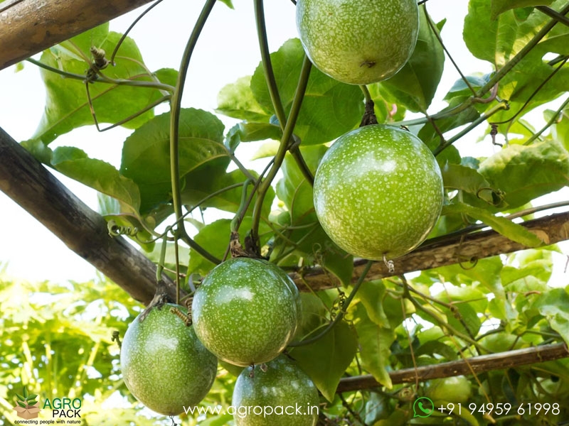 Passion-Fruit4