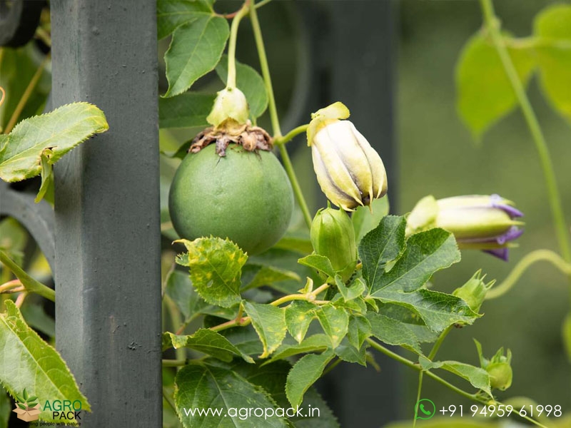 Passion-Fruit5