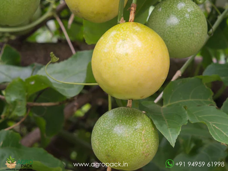 Passion-Fruit6