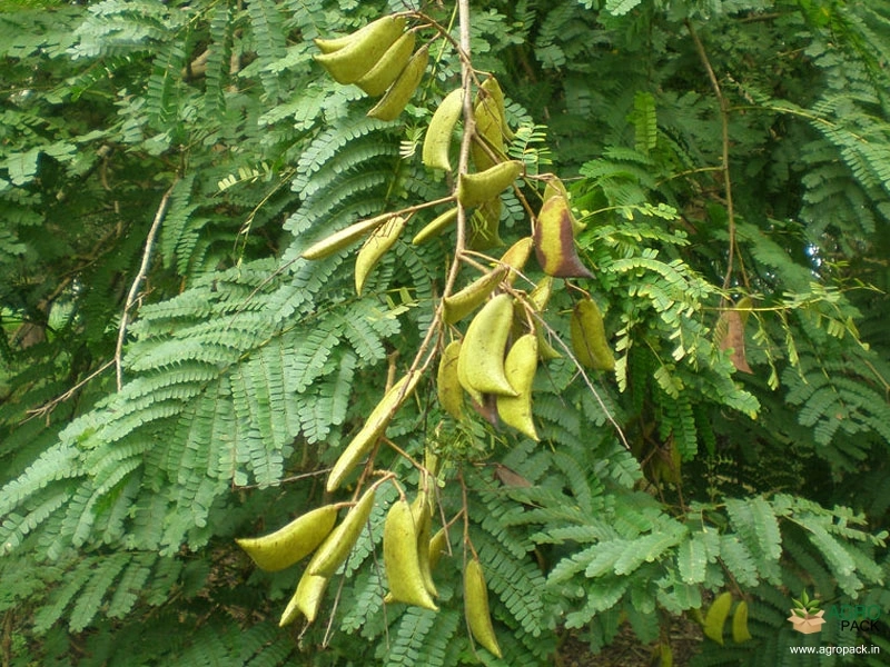 Pathimukham1