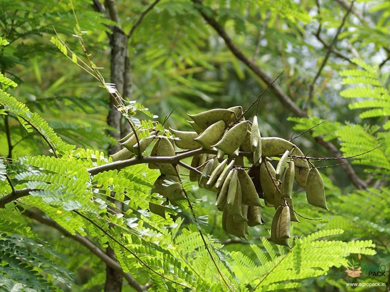 Pathimukham4