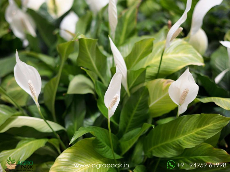 Peace-Lilly1