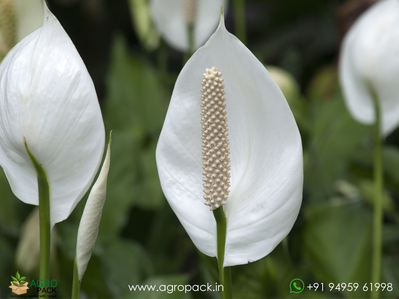 Peace-Lilly3