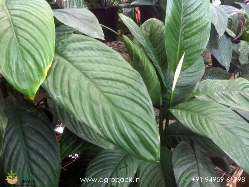Peace-Lily-Sensation1