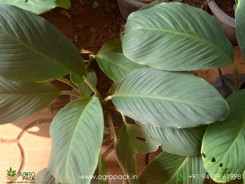 Peace-Lily-Sensation2