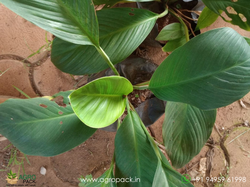 Peace-Lily-Sensation3