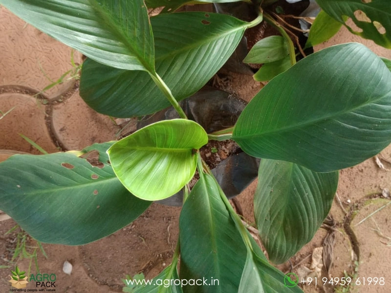 Peace-Lily-Sensation3