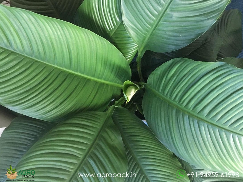 Peace-Lily-Sensation4