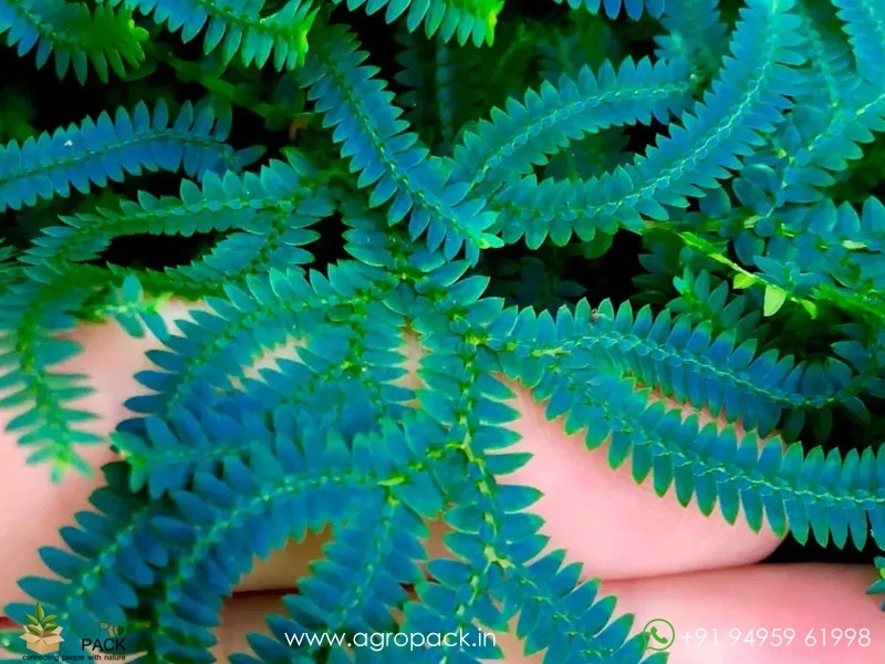 Peacock-Fern2