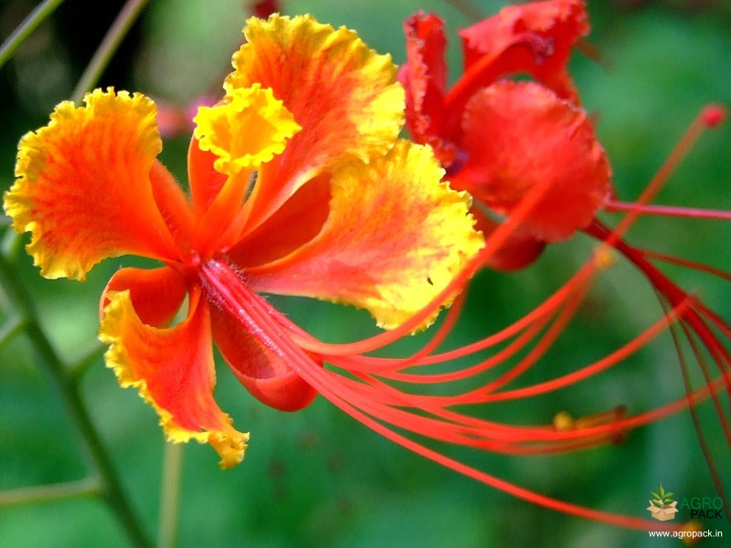 Peacock-Flower1