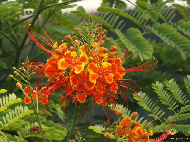 Peacock-Flower2