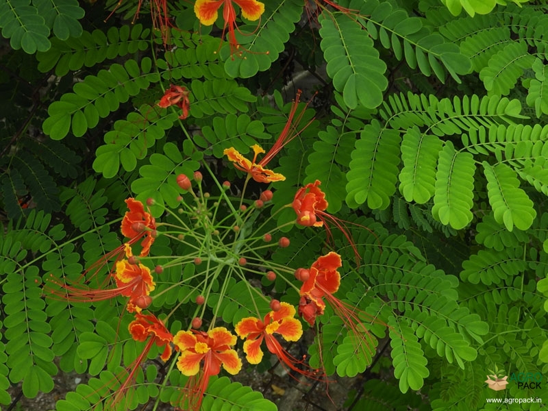 Peacock-Flower3