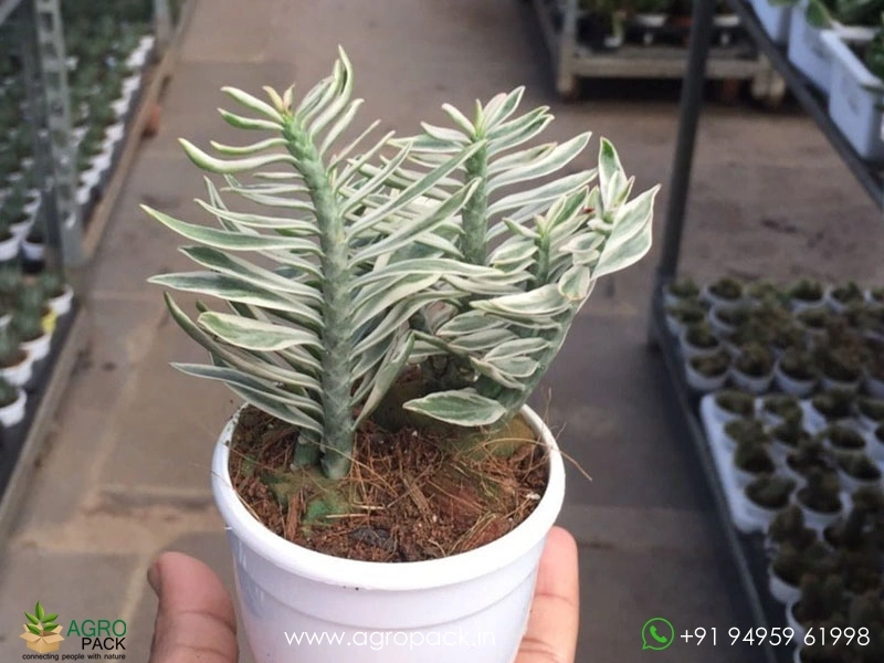 Pedilanthus-Variegated1