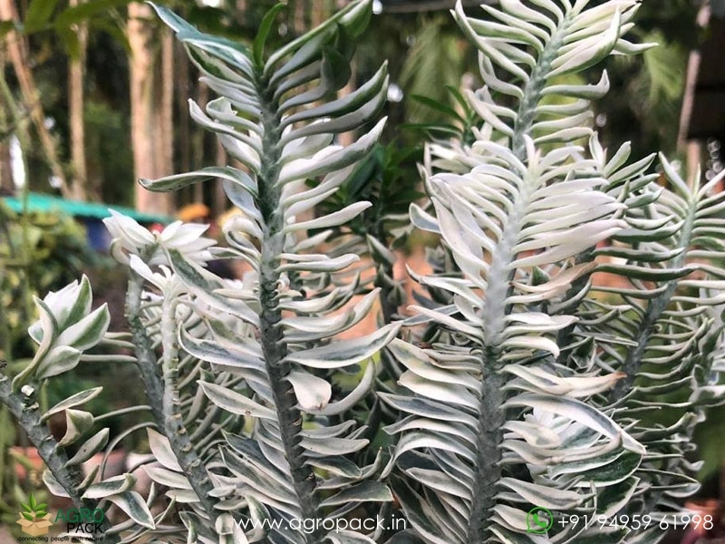 Pedilanthus-Variegated2
