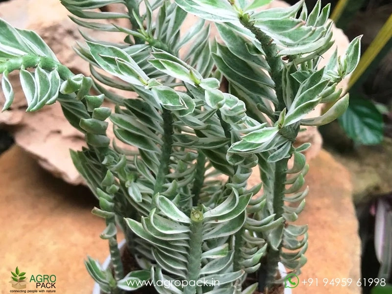 Pedilanthus-Variegated3